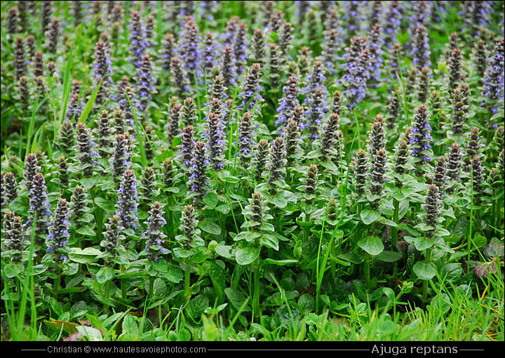 Bugle rampante - Ajuga reptans