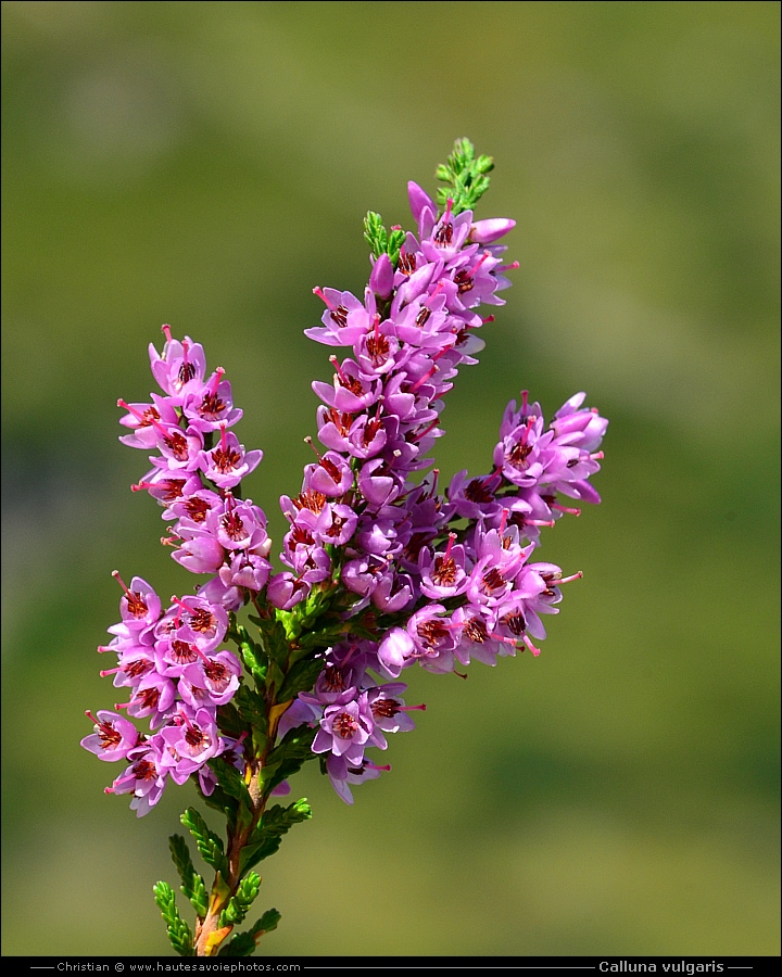 Bruyère callune - Calluna vulgaris