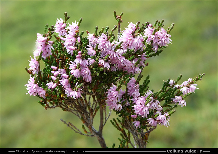 Bruyère callune - Calluna vulgaris