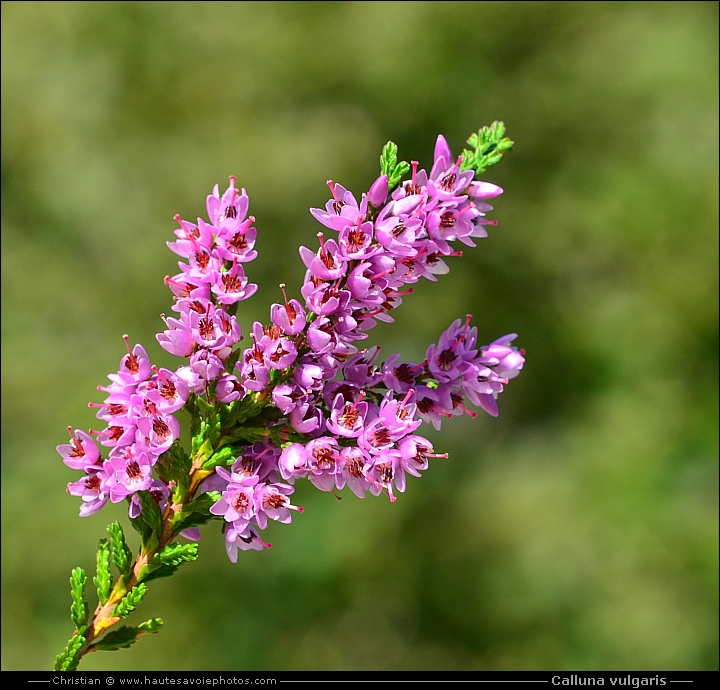 Bruyère callune - Calluna vulgaris