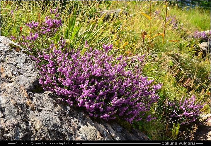 Bruyère callune - Calluna vulgaris