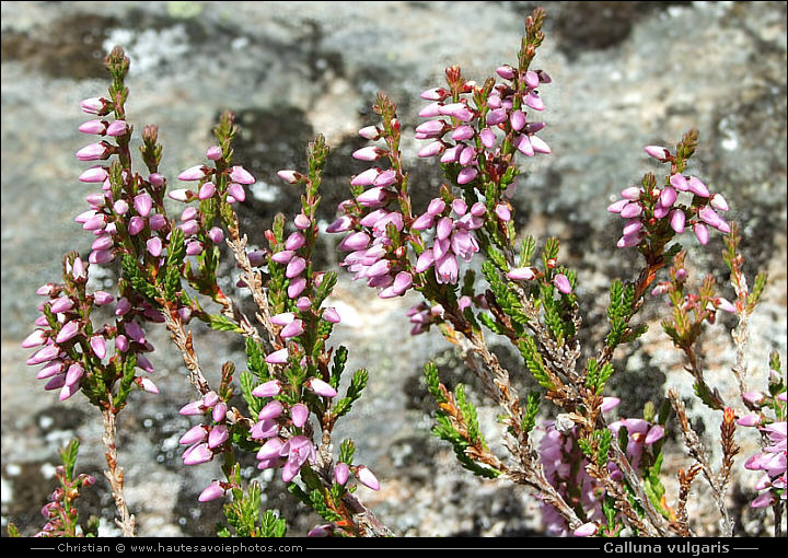 Bruyère callune - Calluna vulgaris