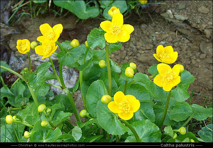 Populage des marais - Caltha palustris