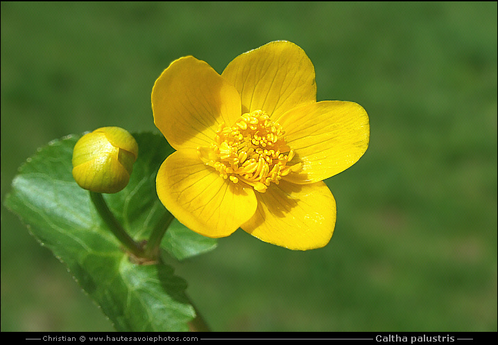 Populage des marais - Caltha palustris