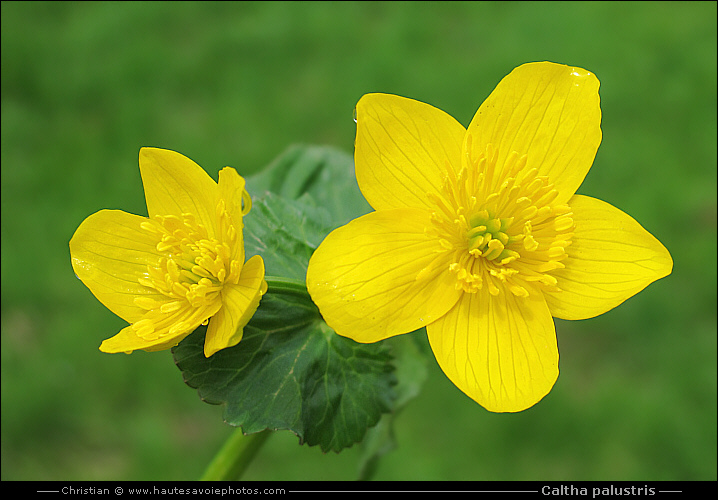 Populage des marais - Caltha palustris