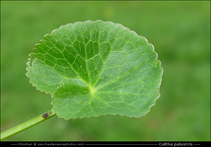 feuille de Populage des marais - Caltha palustris