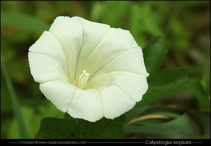 Liseron des haies - Calystegia sepium