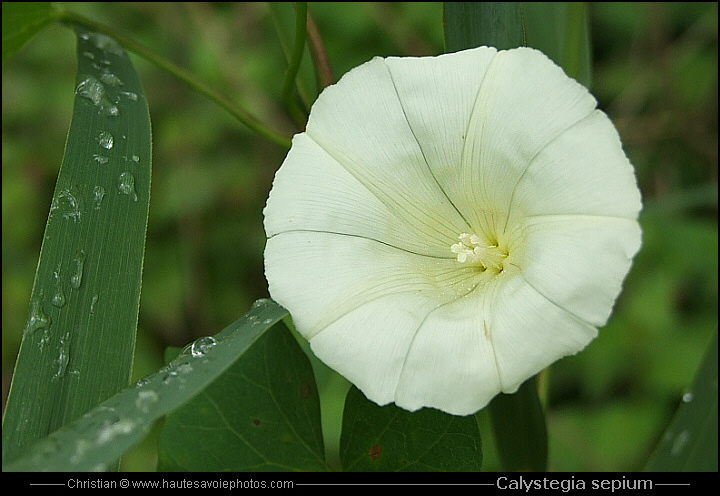 Liseron des haies - Calystegia sepium