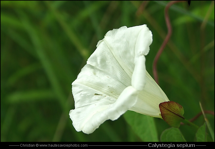 Liseron des haies - Calystegia sepium