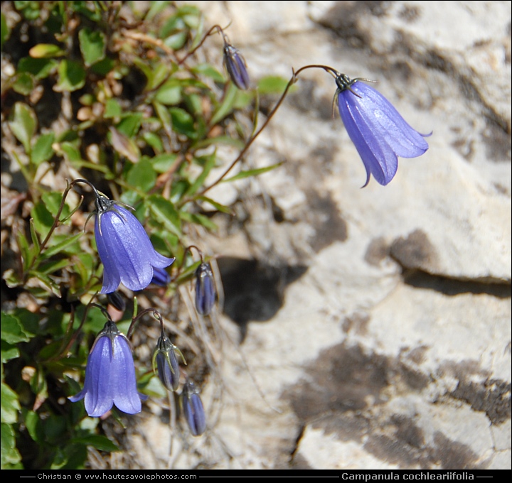 Campanule à feuille de cranson - Campanula cochleariifolia