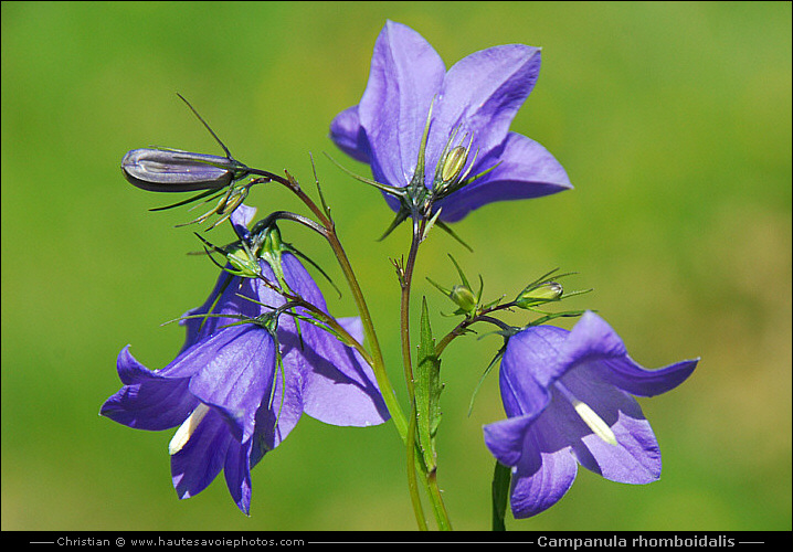 Campanule rhomboidale - Campanula rhomboïdalis