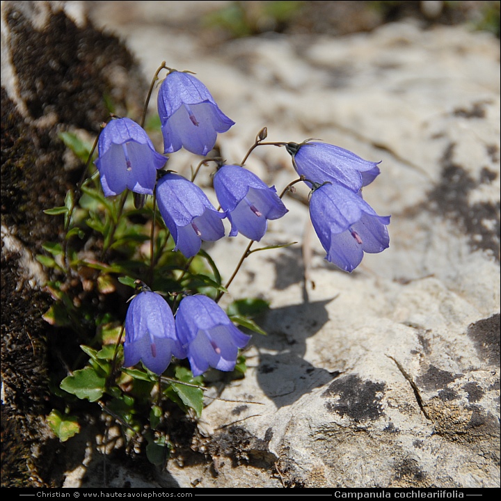 Campanule à feuille de cranson - Campanula cochleariifolia