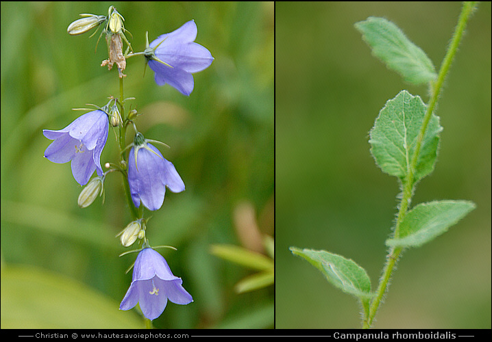 Campanule rhomboidale - Campanula rhomboïdalis