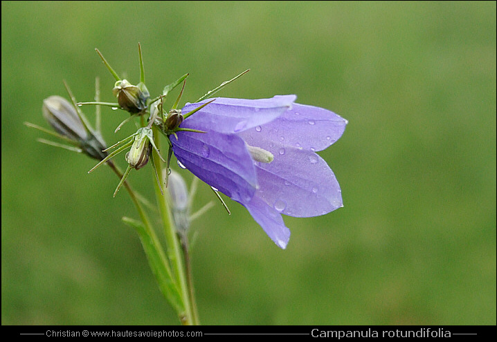 Campanule à feuilles rondes - Campanula rotundifolia