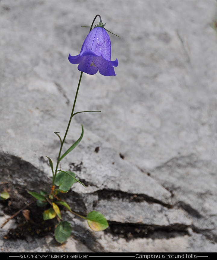 Campanule à feuilles rondes - Campanula rotundifolia