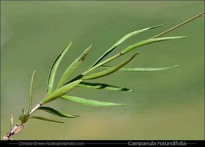 Campanule à feuilles rondes - Campanula rotundifolia