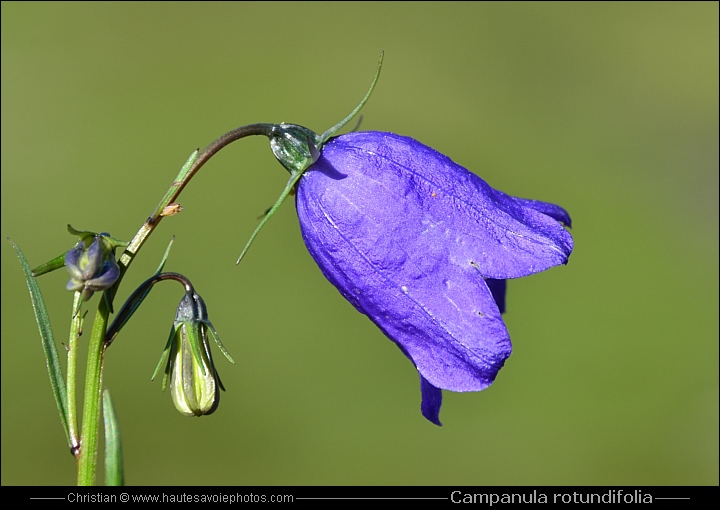 Campanule à feuilles rondes - Campanula rotundifolia