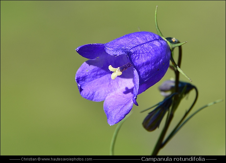 Campanule à feuilles rondes - Campanula rotundifolia