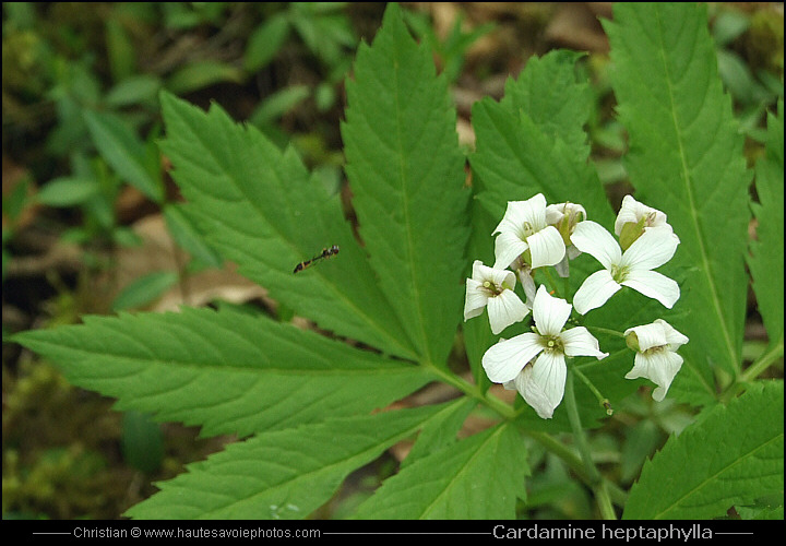 Cardamine à sept feuilles - Cardamine heptaphylla