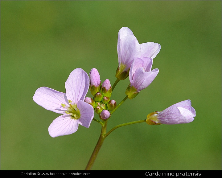 Cardamine des prés - Cardamine pratensis