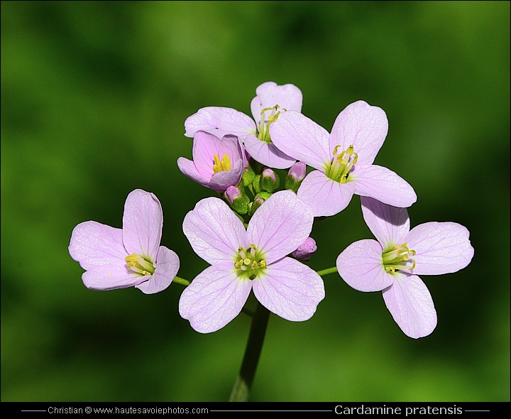 Cardamine des prés - Cardamine pratensis