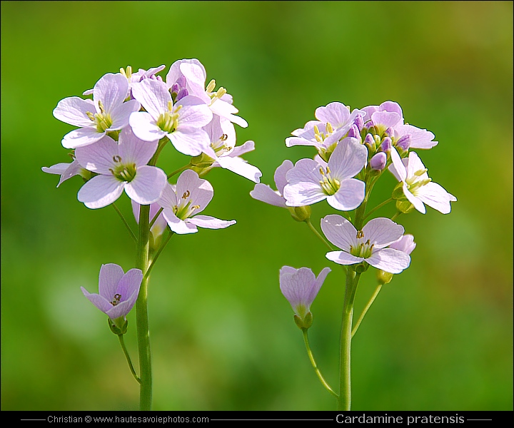 Cardamine des prés - Cardamine pratensis