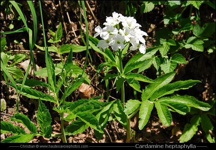 Cardamine à sept feuilles - Cardamine heptaphylla