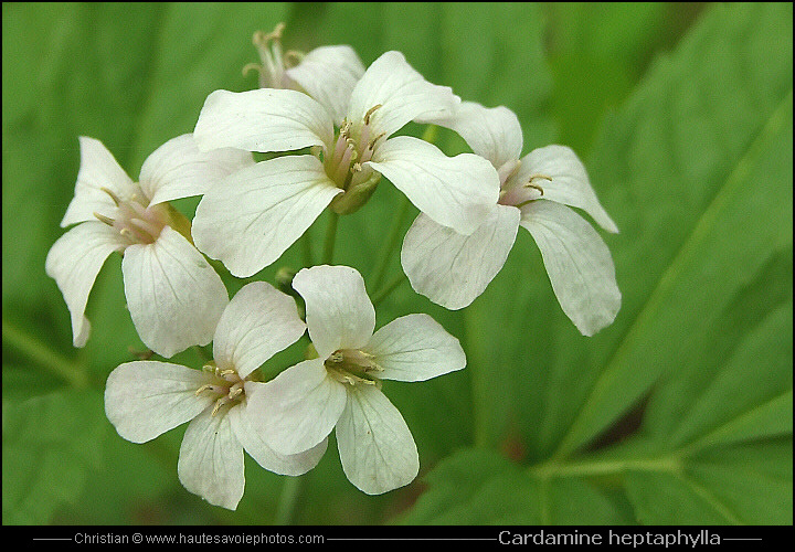 Cardamine à sept feuilles - Cardamine heptaphylla