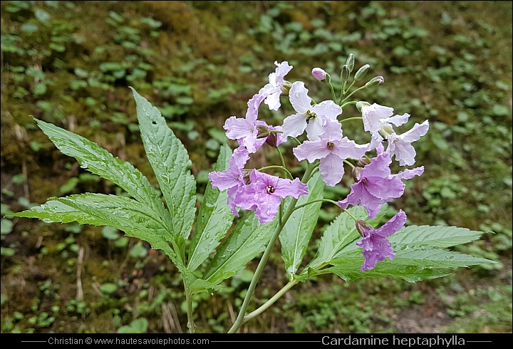 Cardamine à sept feuilles - Cardamine heptaphylla