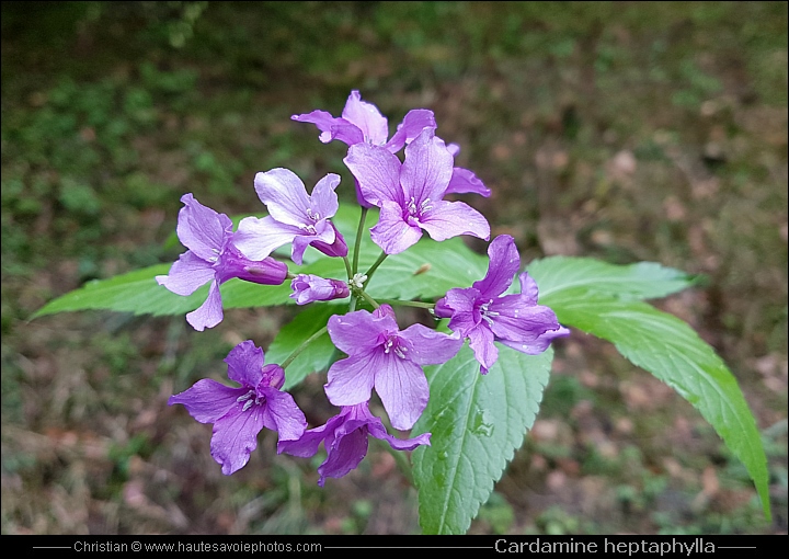 Cardamine à sept feuilles - Cardamine heptaphylla