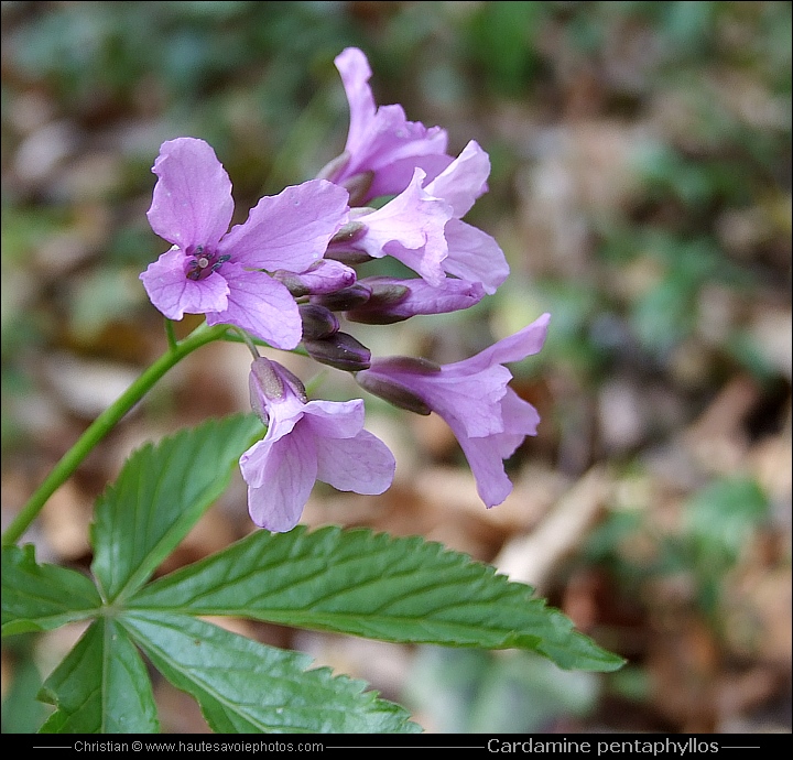 Cardamine digitée - Cardamine pentaphyllos