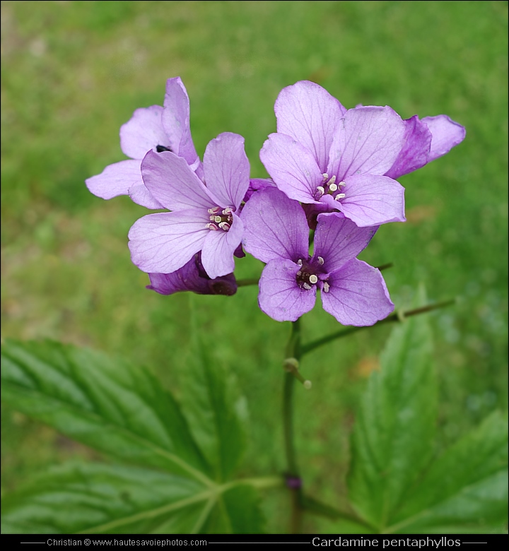 Cardamine digitée - Cardamine pentaphyllos