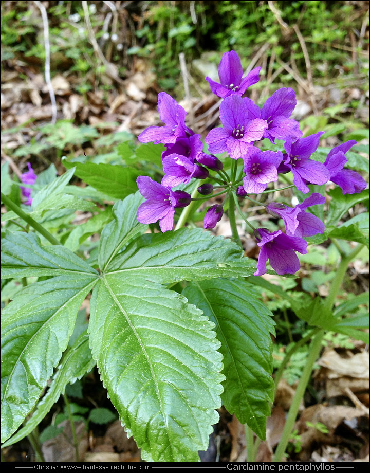 Cardamine digitée ou Cardamine à cinq folioles - Cardamine pentaphyllos