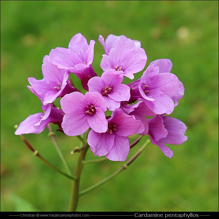 Cardamine digitée - Cardamine pentaphyllos