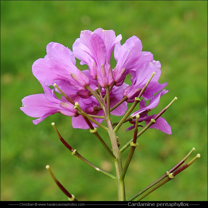 Cardamine digitée - Cardamine pentaphyllos