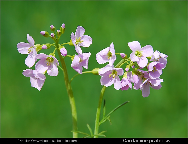 Cardamine des prés - Cardamine pratensis