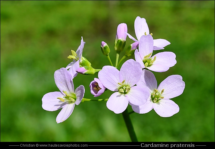 Cardamine des prés - Cardamine pratensis