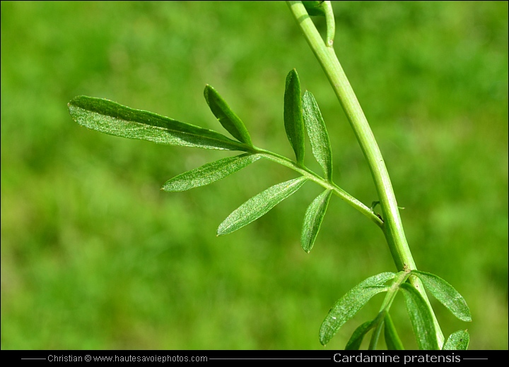 Cardamine des prés - Cardamine pratensis