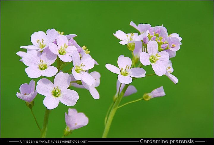 Cardamine des prés - Cardamine pratensis