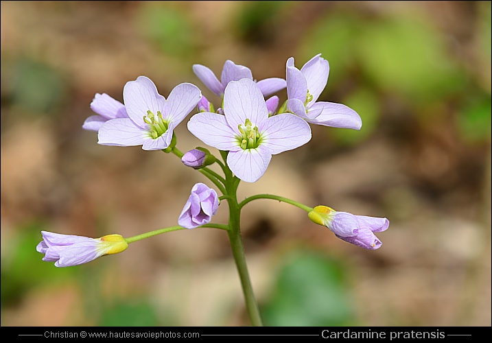 Cardamine des prés - Cardamine pratensis