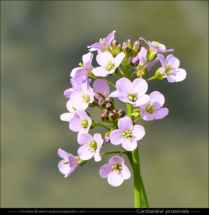 Cardamine des prés - Cardamine pratensis