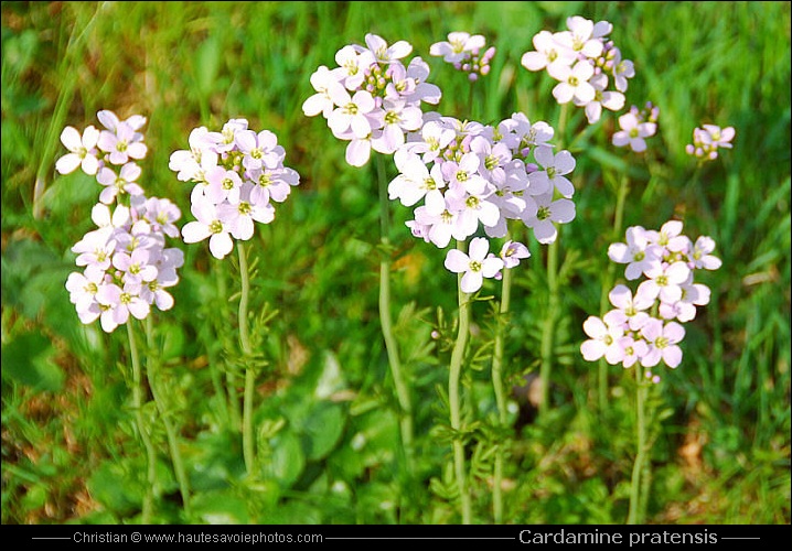 Cardamine des prés - Cardamine pratensis