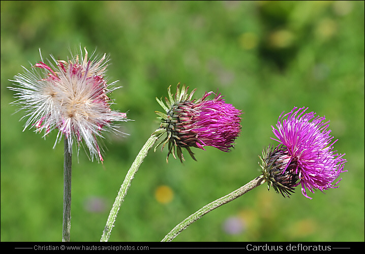 Chardon à tige nue - Carduus defloratus