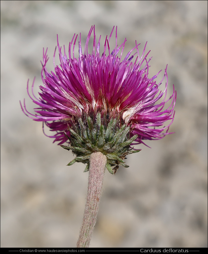 Chardon à tige nue - Carduus defloratus