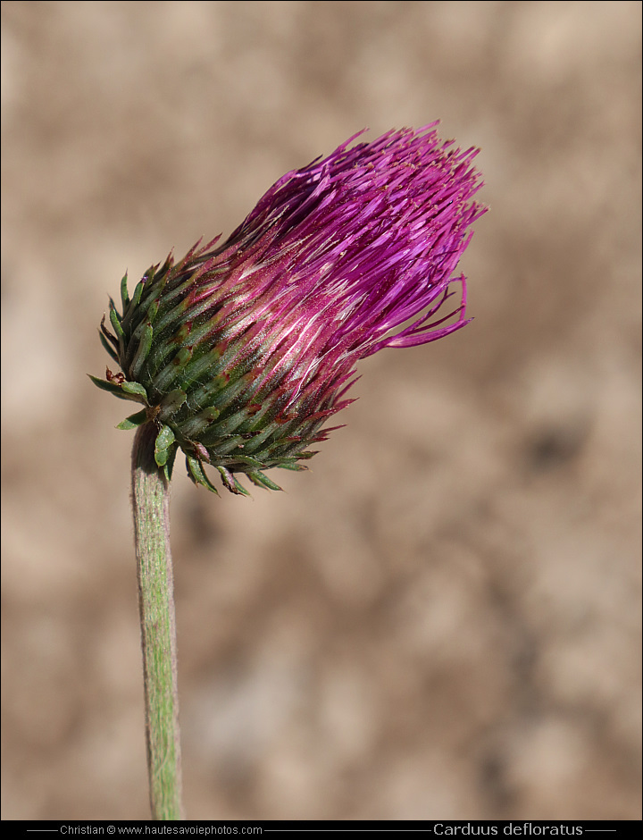 Chardon à tige nue - Carduus defloratus