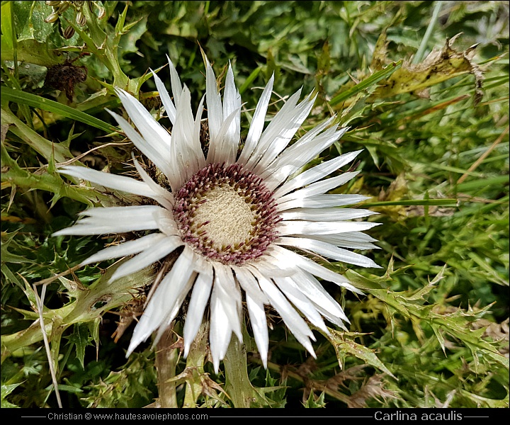 Carline acaule ou Baromètre - Carlina acaulis