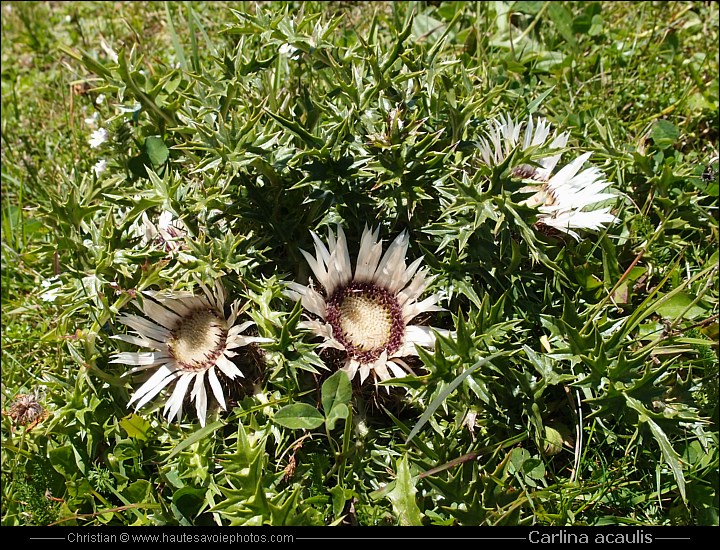 Carline acaule ou Baromètre - Carlina acaulis