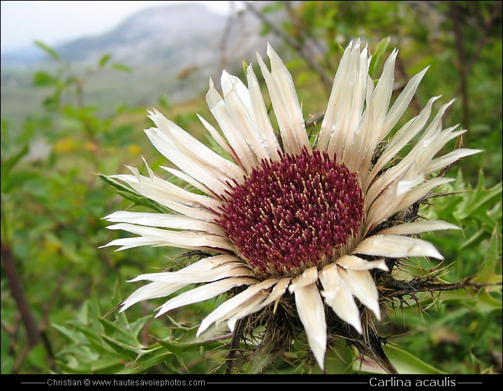 Carline acaule ou Baromètre - Carlina acaulis