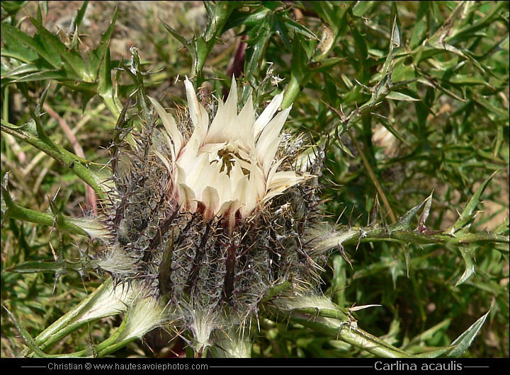 Carline acaule ou Baromètre - Carlina acaulis