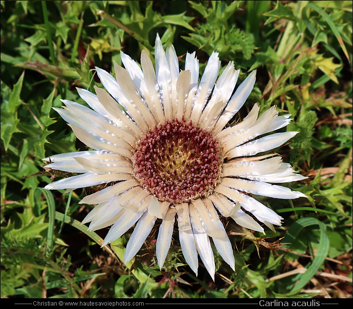 Carline acaule ou Baromètre - Carlina acaulis